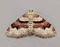 70.053 BF1722 Flame Carpet Xanthorhoe designata