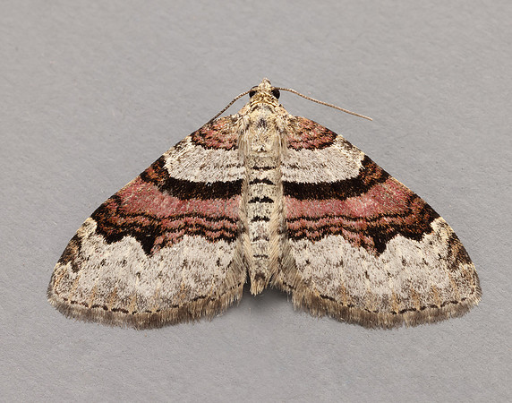 70.053 BF1722 Flame Carpet Xanthorhoe designata