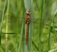 Norfolk Hawker Aeshna isosceles