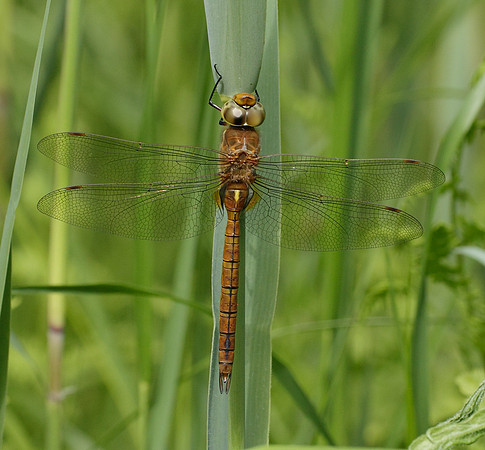 Norfolk Hawker Aeshna isosceles