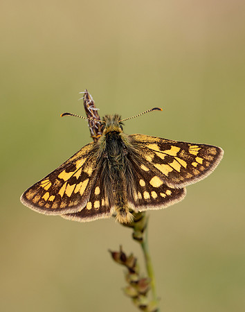 Chequered Skipper Carterocephalus palaemon