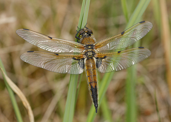 Four-spotted Chaser Libellula quadrimaculata