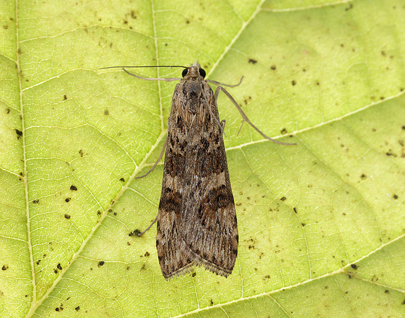 63.052 BF1398 Rush Veneer Nomophila noctuella