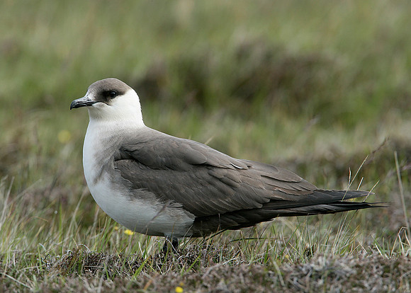 Arctic Skua Stercorarius parasiticus