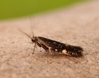35.010 BF843 Aproaerema anthyllidella