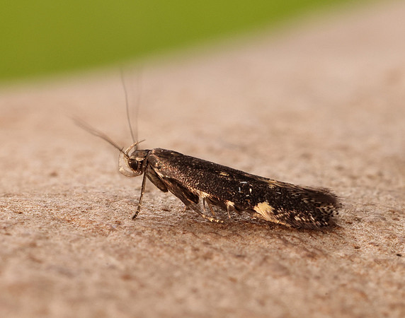 35.010 BF843 Aproaerema anthyllidella