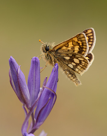 Chequered Skipper Carterocephalus palaemon