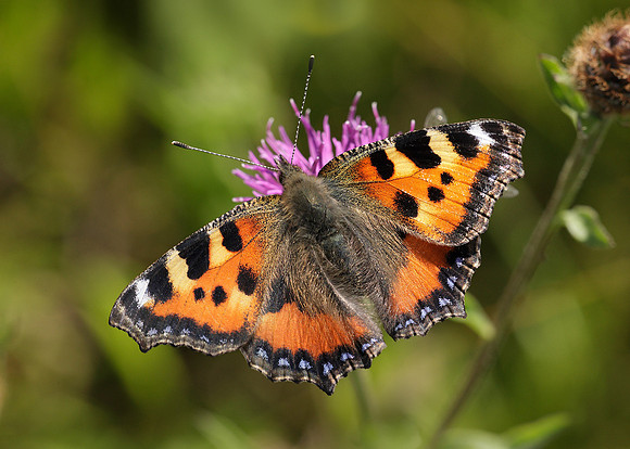 Small Tortoiseshell Aglais urticae