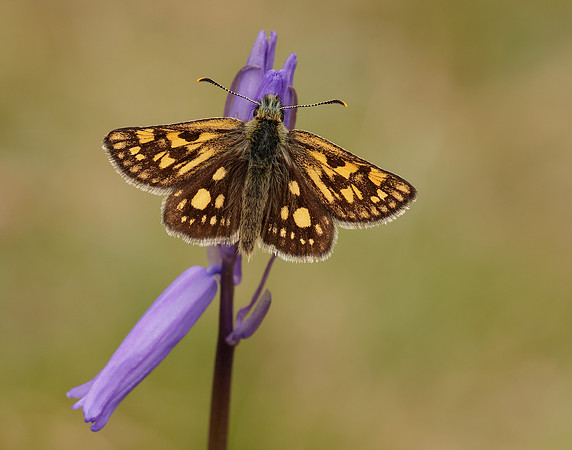 Chequered Skipper Carterocephalus palaemon