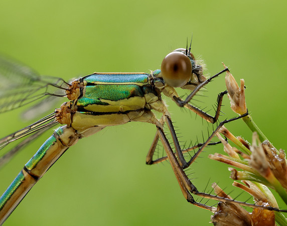 Willow Emerald Chalcolestes viridis