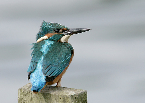 Kingfisher Alcedo atthis