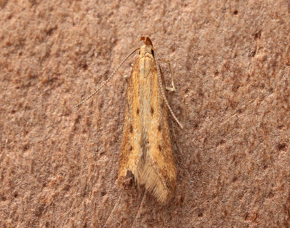 35.058 BF726 Metzneria metzneriella