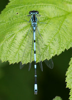 Variable Damselfly Coenagrion pulchellum