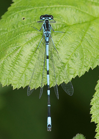 Variable Damselfly Coenagrion pulchellum