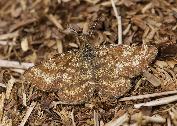 70.275 BF1952 Common Heath Ematurga atomaria atomaria