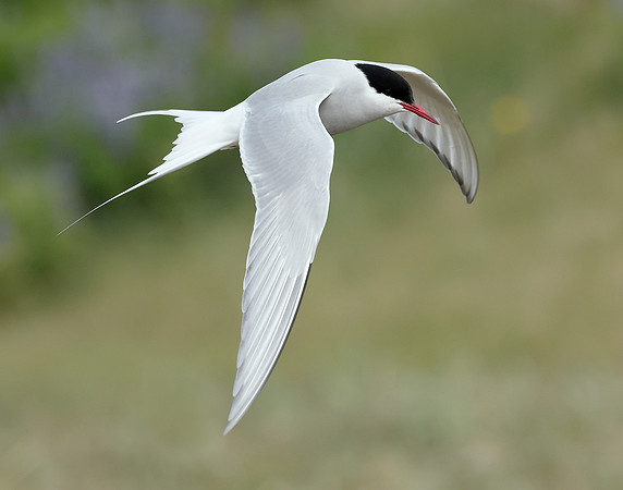 Arctic Tern Sterna paradisaea