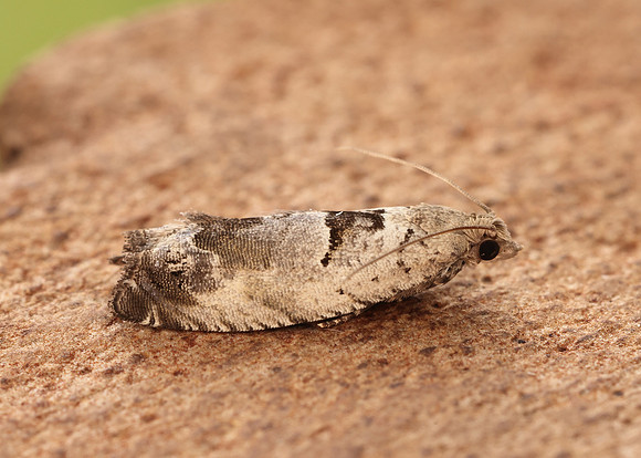 49.249 BF1134 Epinotia ramella