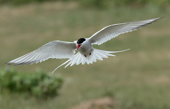 Arctic Tern Sterna paradisaea