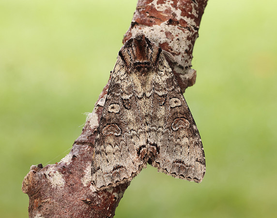 73.260 BF2149 Silvery Arches Polia hepatica
