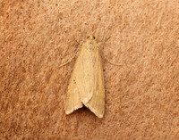 63.035 BF1393 Udea uliginosalis