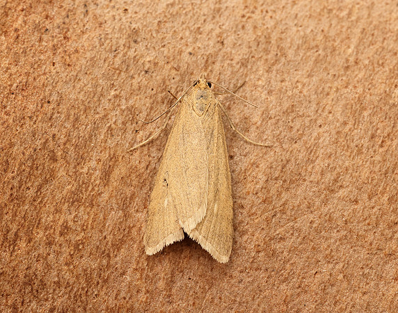 63.035 BF1393 Udea uliginosalis