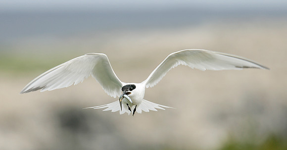 Sandwich Tern Sterna sandvicensis