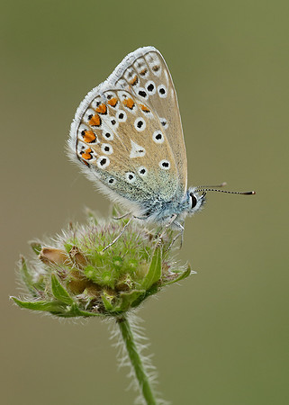 Common Blue Polyommatus icarus