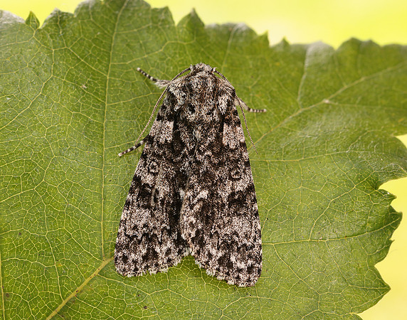 73.045 BF2289 Knot Grass Acronicta rumicis