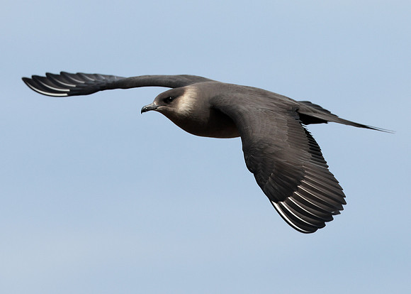 Arctic Skua Stercorarius parasiticus