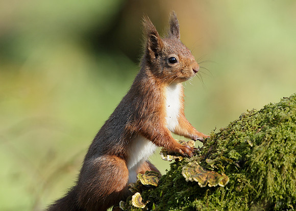 Red Squirrel Sciurus vulgaris