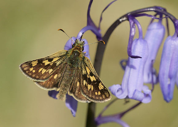 Chequered Skipper Carterocephalus palaemon