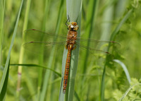 Norfolk Hawker Aeshna isosceles