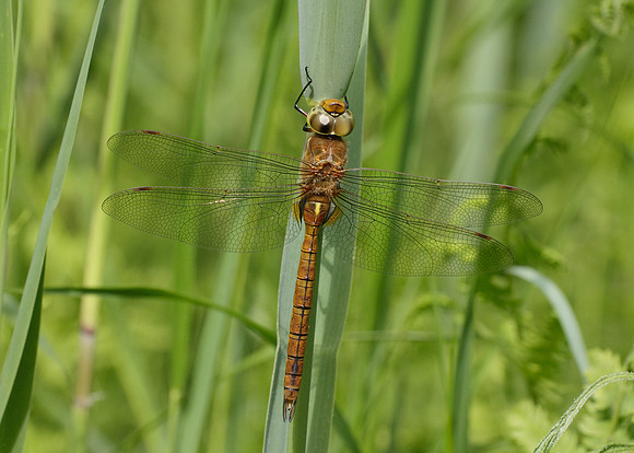 Norfolk Hawker Aeshna isosceles