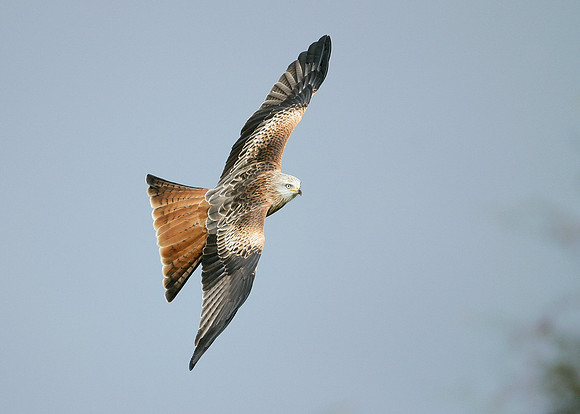 Red Kite Milvus milvus
