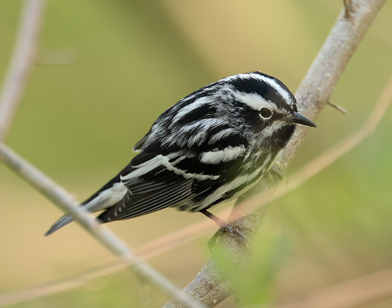 Black & White Warbler Mniotilta varia
