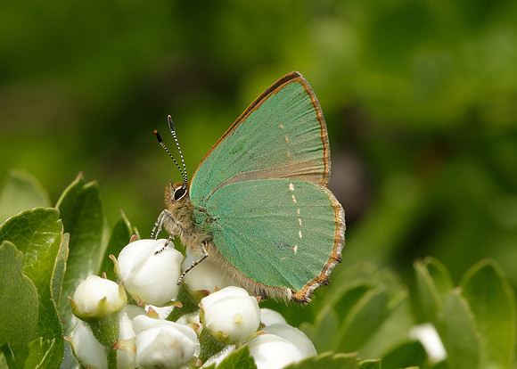 Green Hairstreak Callophrys rubi