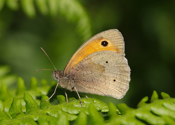 Meadow Brown Maniola jurtina
