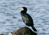Cormorant Phalocrocorax carbo