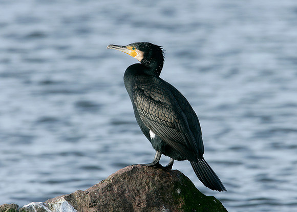 Cormorant Phalocrocorax carbo