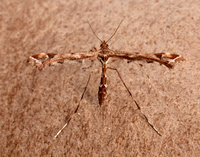 45.010 BF1497 Beautiful Plume Amblyptilia acanthadactyla