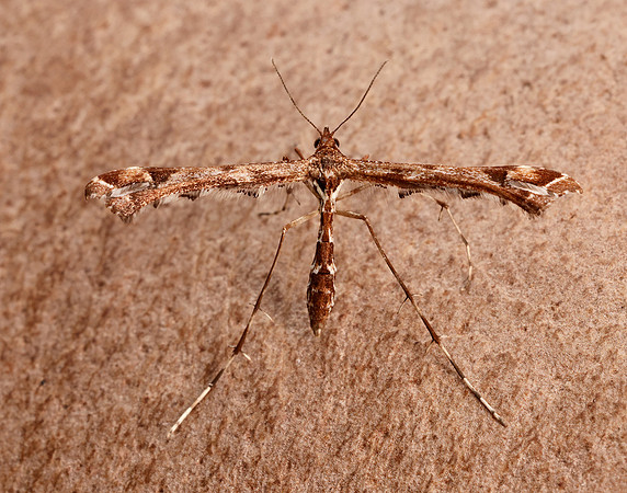 45.010 BF1497 Beautiful Plume Amblyptilia acanthadactyla