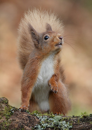 Red Squirrel Sciurus vulgaris