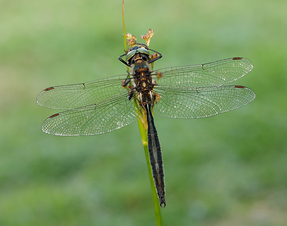Northern Emerald Somatochlora arctica