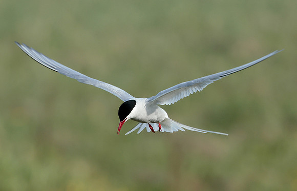 Arctic Tern Sterna paradisaea