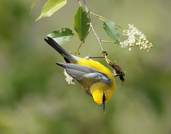 Blue-winged Warbler Vermivora cyanoptera