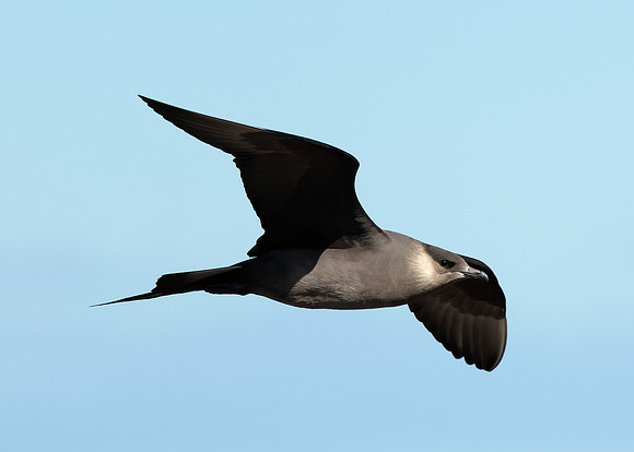 Arctic Skua Stercorarius parasiticus