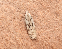 35.151 BF770 Carpatolechia proximella