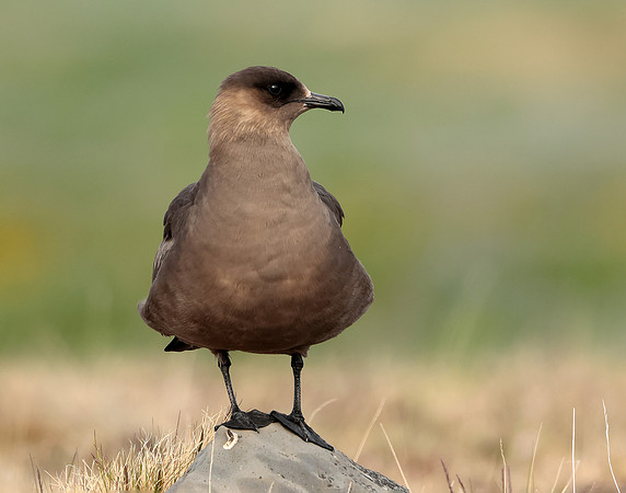Arctic Skua Stercorarius parasiticus