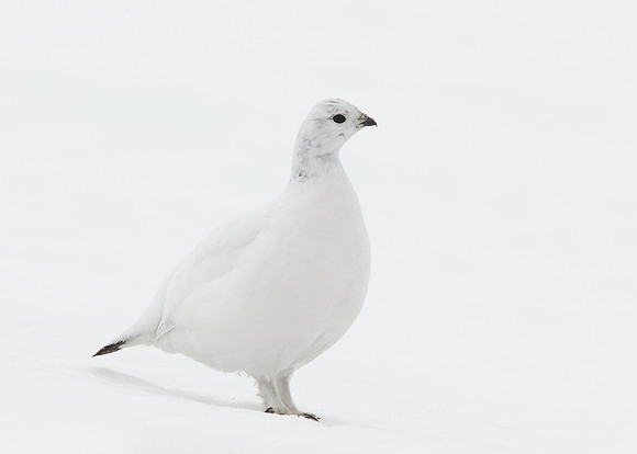 Ptarmigan Lagopus mutus