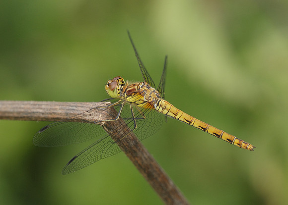 Common Darter Sympetrum striolatum